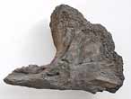 Planohybodus grossiconus cartilage Fossile du jurassique Boulonnais